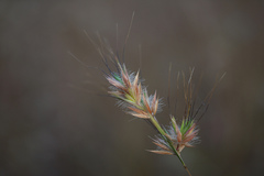 Pseudanthistiria heteroclita